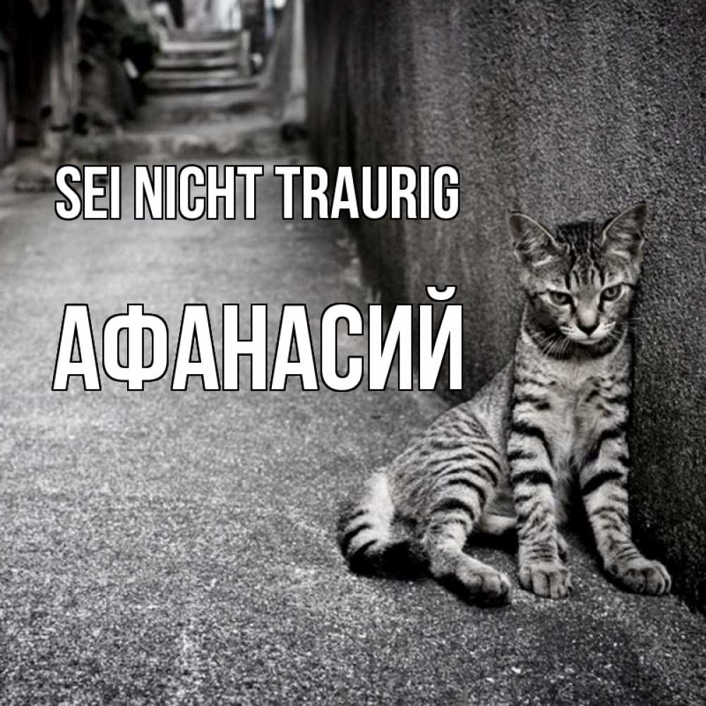 Открытка на каждый день с именем, Афанасий Sei nicht traurig скучающий котик Прикольная открытка с пожеланием онлайн скачать бесплатно 