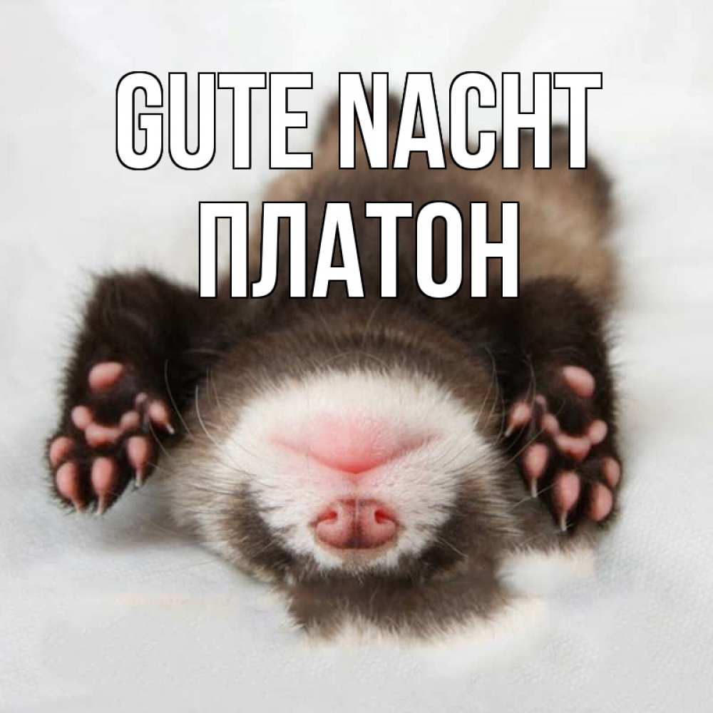 Открытка на каждый день с именем, Платон Gute Nacht зверек Прикольная открытка с пожеланием онлайн скачать бесплатно 