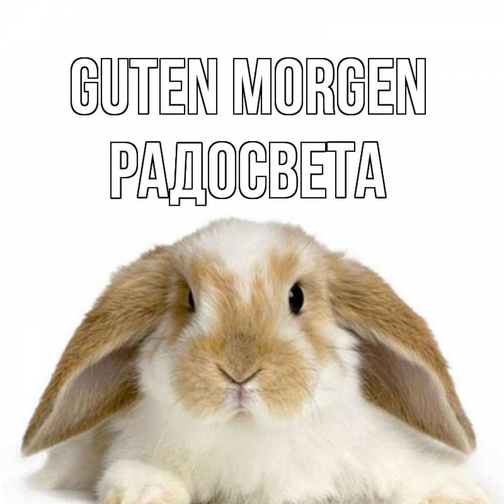 Открытка на каждый день с именем, Радосвета Guten Morgen прикольные открытки на каждый день Прикольная открытка с пожеланием онлайн скачать бесплатно 