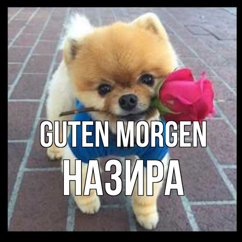 Открытка на каждый день с именем, Назира Guten Morgen роза в зубах Прикольная открытка с пожеланием онлайн скачать бесплатно 