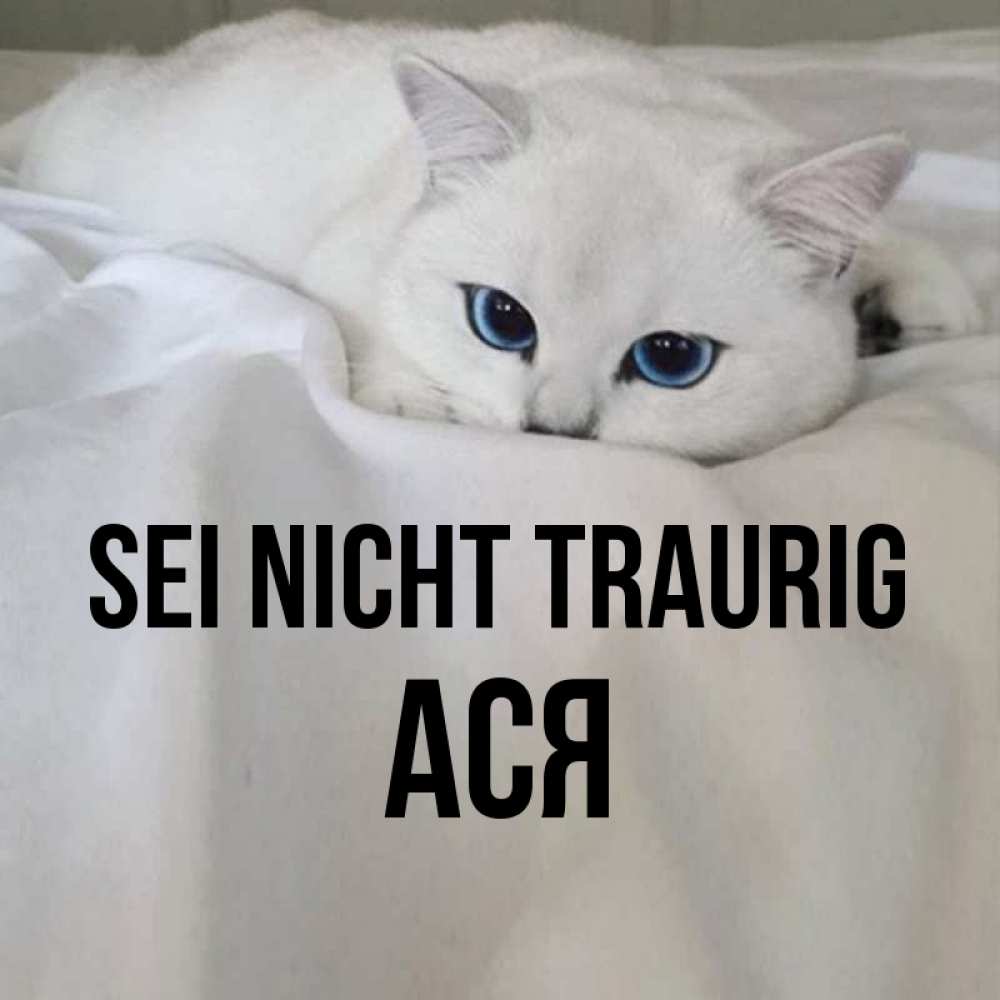 Открытка на каждый день с именем, Ася Sei nicht traurig Голубоглазая кошка Прикольная открытка с пожеланием онлайн скачать бесплатно 