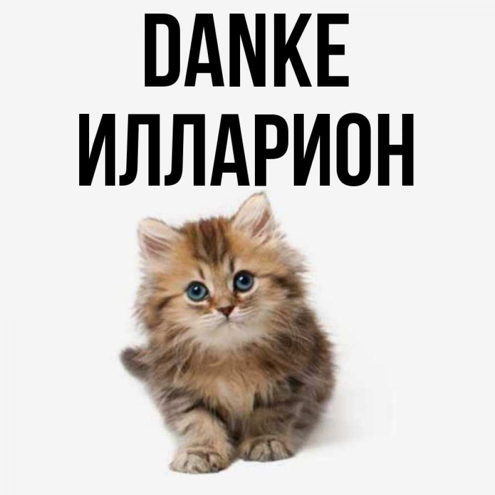 Открытка на каждый день с именем, Илларион Danke пушистый котик Прикольная открытка с пожеланием онлайн скачать бесплатно 