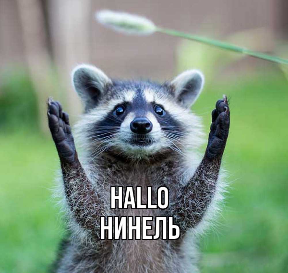 Открытка на каждый день с именем, Нинель Hallo животные Прикольная открытка с пожеланием онлайн скачать бесплатно 