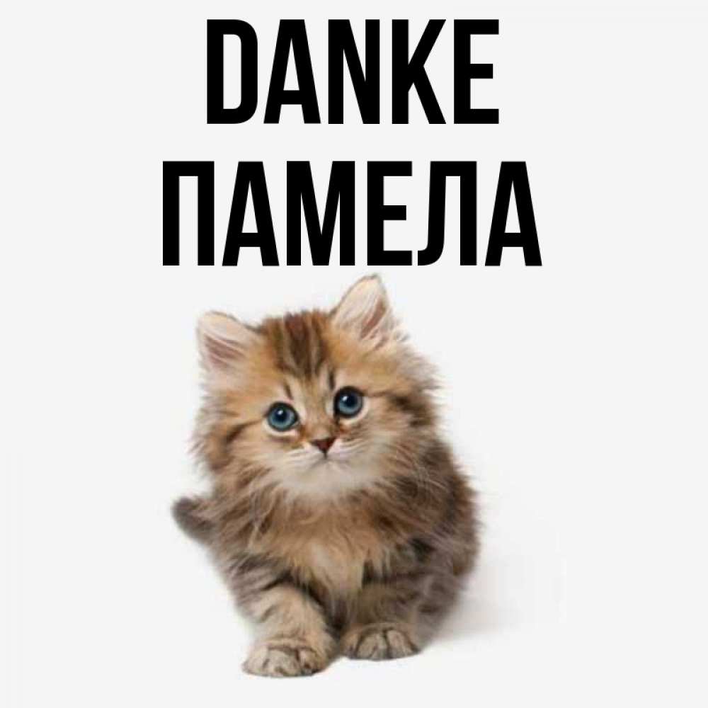 Открытка на каждый день с именем, Памела Danke пушистый котик Прикольная открытка с пожеланием онлайн скачать бесплатно 