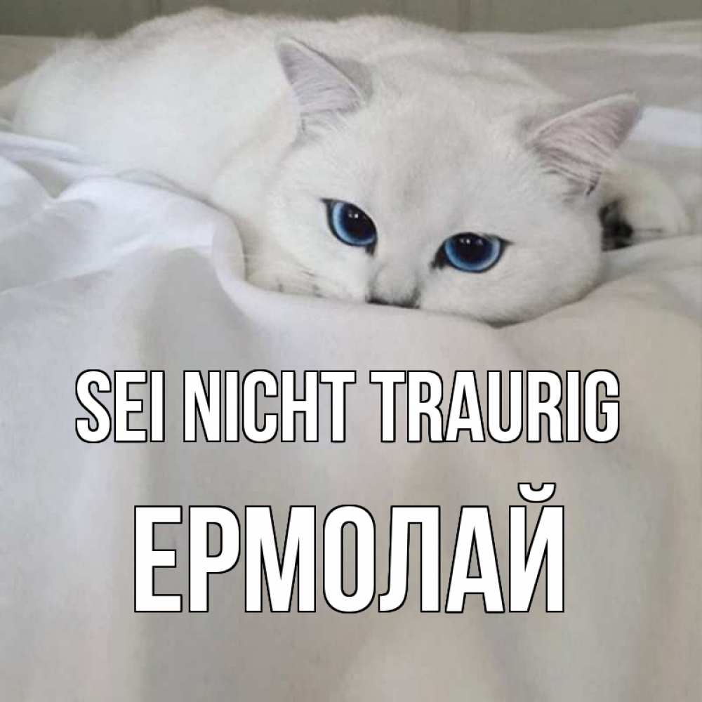 Открытка на каждый день с именем, Ермолай Sei nicht traurig белый кот с голубыми глазами на белоснежной кровати Прикольная открытка с пожеланием онлайн скачать бесплатно 