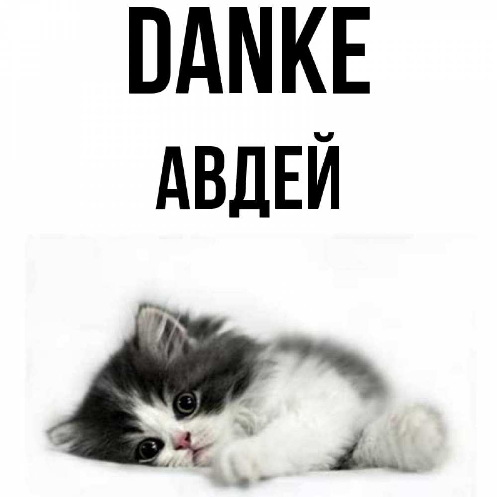 Открытка на каждый день с именем, Авдей Danke черный и белый кот Прикольная открытка с пожеланием онлайн скачать бесплатно 