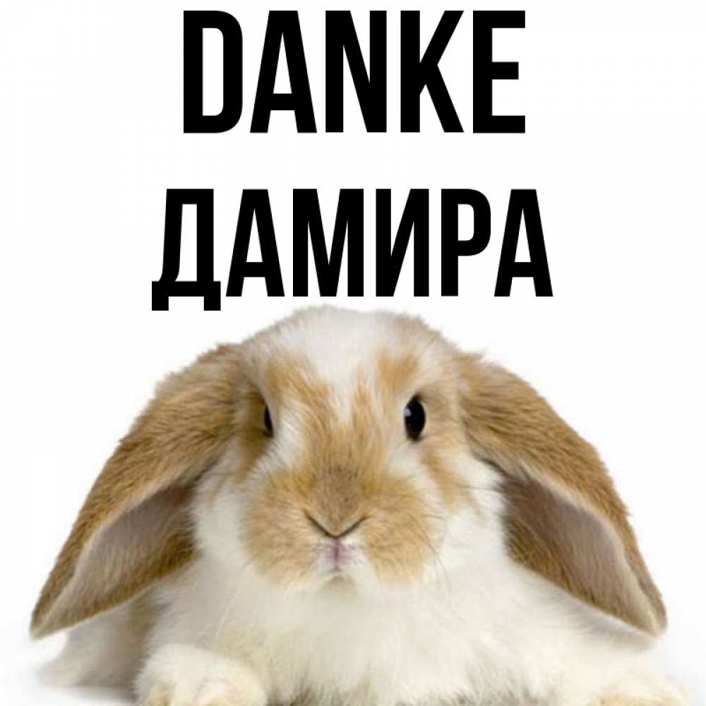 Открытка на каждый день с именем, Дамира Danke коричнево белый заяц Прикольная открытка с пожеланием онлайн скачать бесплатно 