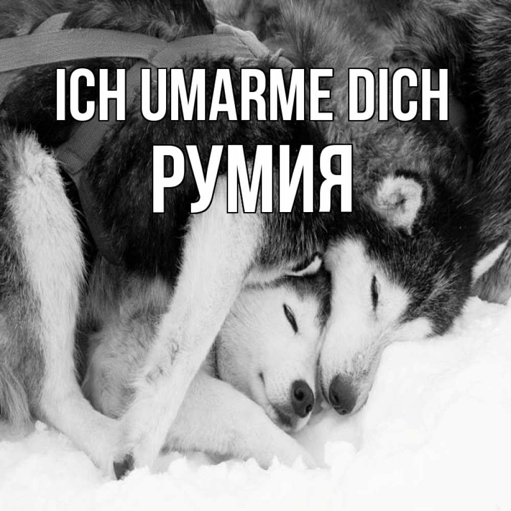 Открытка на каждый день с именем, Румия Ich umarme dich собачки в упряжке Прикольная открытка с пожеланием онлайн скачать бесплатно 
