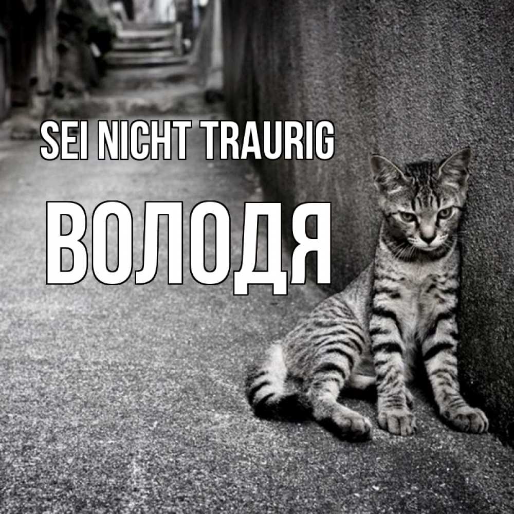 Открытка на каждый день с именем, Володя Sei nicht traurig скучающий котик Прикольная открытка с пожеланием онлайн скачать бесплатно 