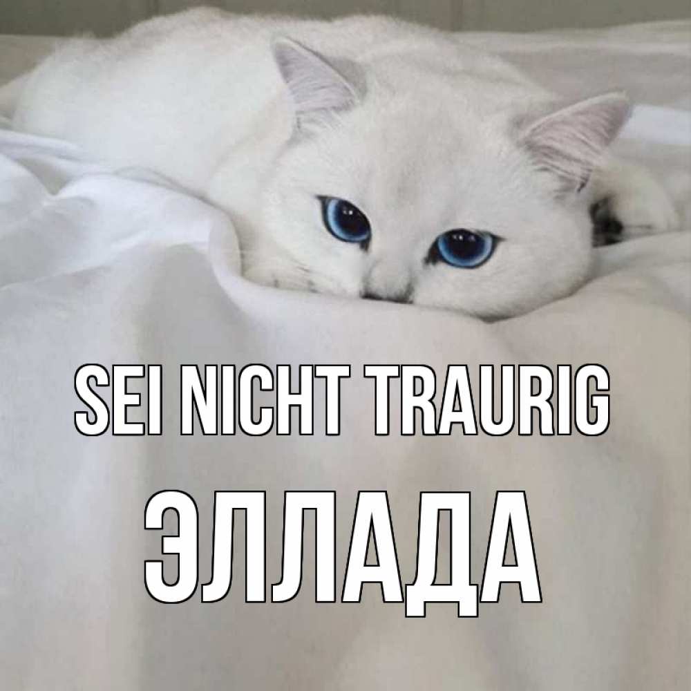 Открытка на каждый день с именем, Эллада Sei nicht traurig белый кот с голубыми глазами на белоснежной кровати Прикольная открытка с пожеланием онлайн скачать бесплатно 