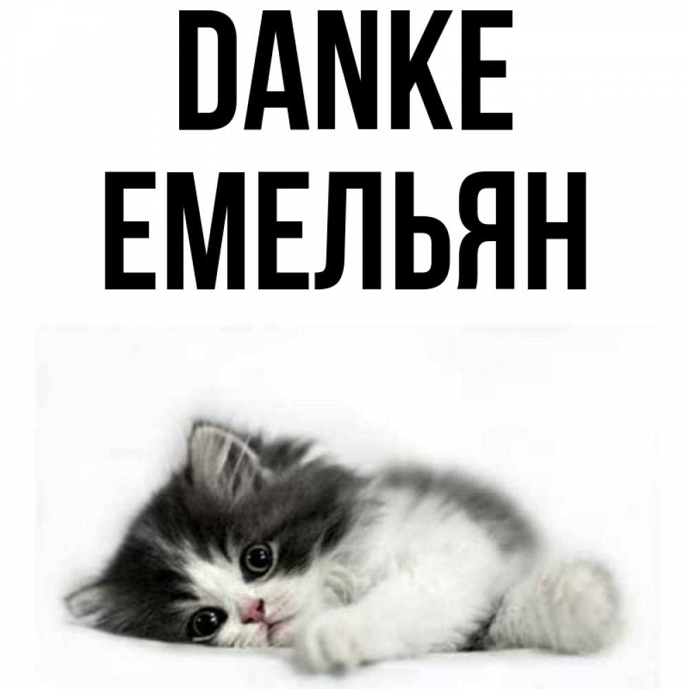 Открытка на каждый день с именем, Емельян Danke черный и белый кот Прикольная открытка с пожеланием онлайн скачать бесплатно 