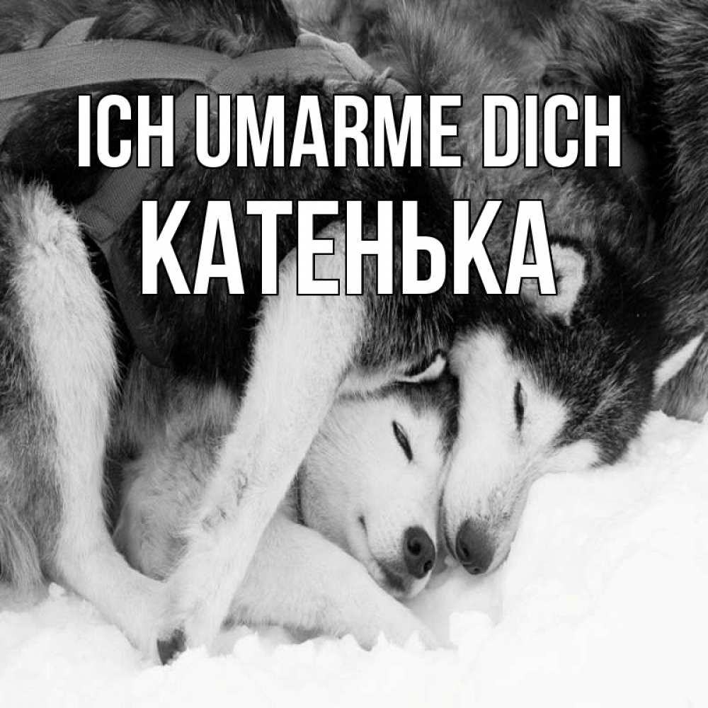 Открытка на каждый день с именем, Катенька Ich umarme dich собачки в упряжке Прикольная открытка с пожеланием онлайн скачать бесплатно 