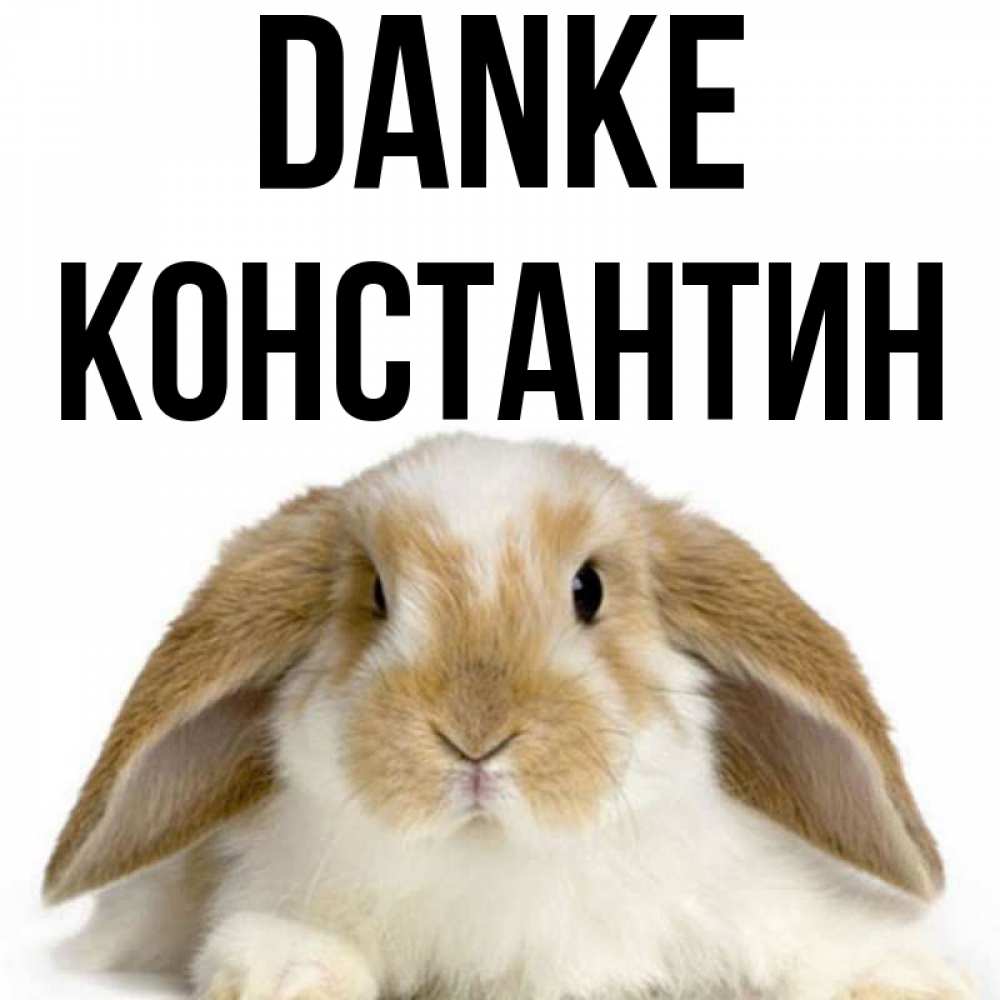 Открытка на каждый день с именем, Константин Danke коричнево белый заяц Прикольная открытка с пожеланием онлайн скачать бесплатно 