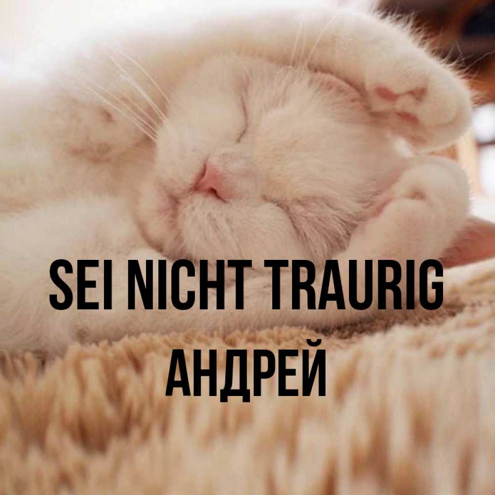 Открытка на каждый день с именем, Андрей Sei nicht traurig Котенок спит Прикольная открытка с пожеланием онлайн скачать бесплатно 