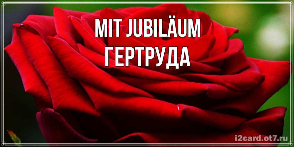 Открытка на каждый день с именем, Гертруда Mit Jubiläum розочка очень красивая Прикольная открытка с пожеланием онлайн скачать бесплатно 