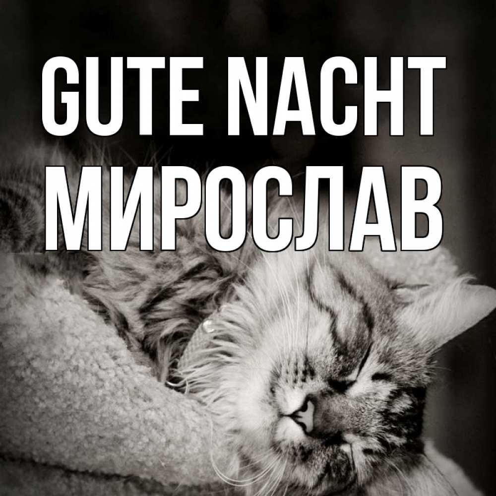 Открытка на каждый день с именем, Мирослав Gute Nacht котярик пушистый Прикольная открытка с пожеланием онлайн скачать бесплатно 