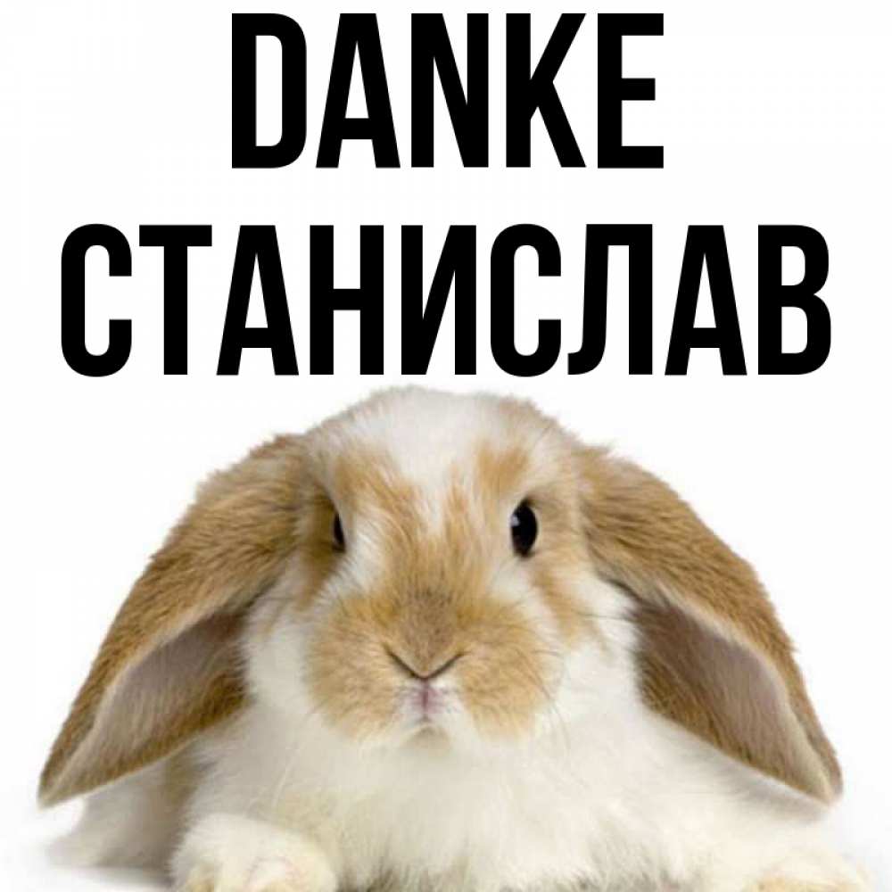 Открытка на каждый день с именем, Станислав Danke коричнево белый заяц Прикольная открытка с пожеланием онлайн скачать бесплатно 