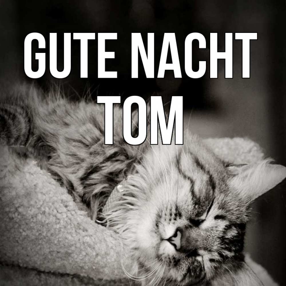 Открытка на каждый день с именем, Tom Gute Nacht котярик пушистый Прикольная открытка с пожеланием онлайн скачать бесплатно 