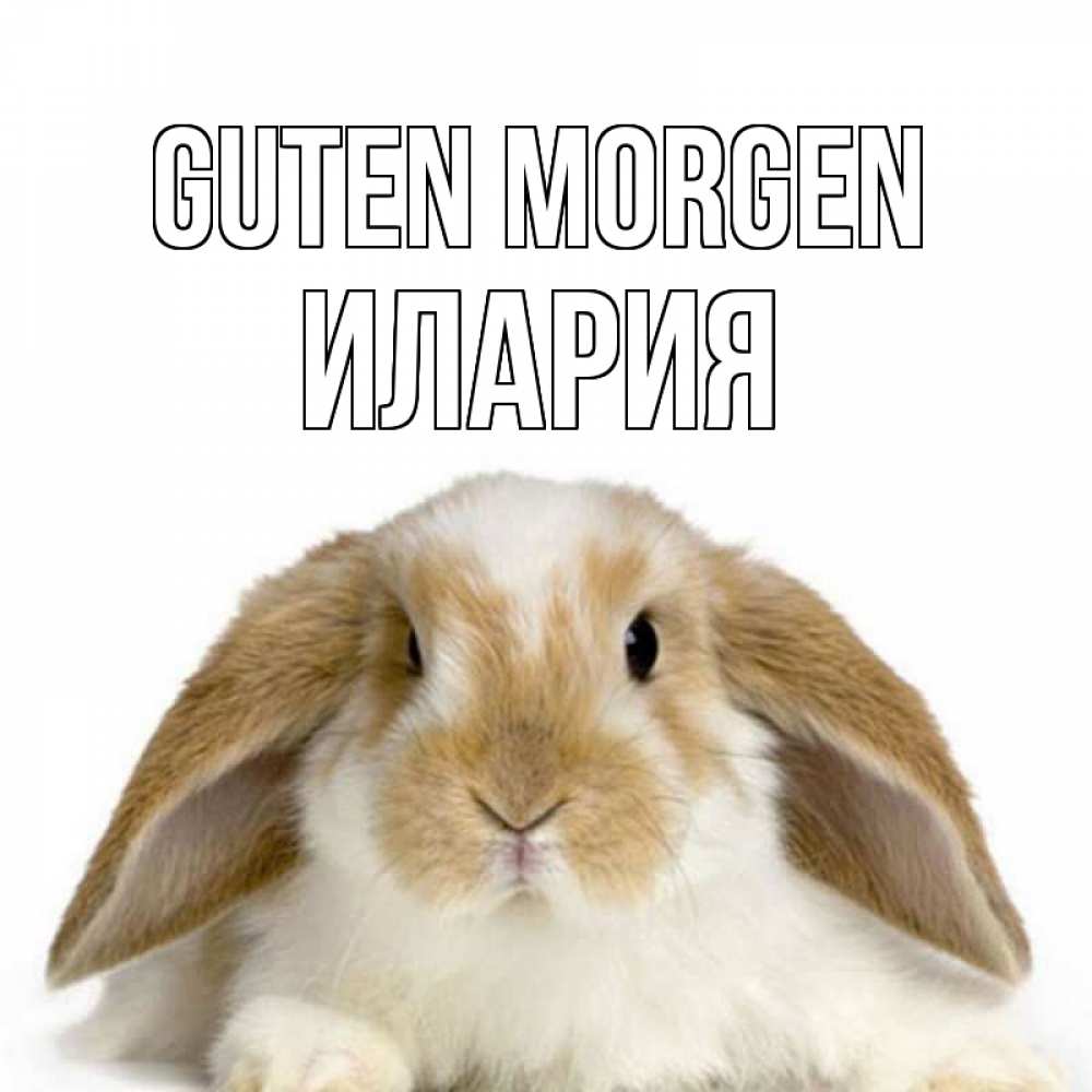 Открытка на каждый день с именем, Илария Guten Morgen прикольные открытки на каждый день Прикольная открытка с пожеланием онлайн скачать бесплатно 