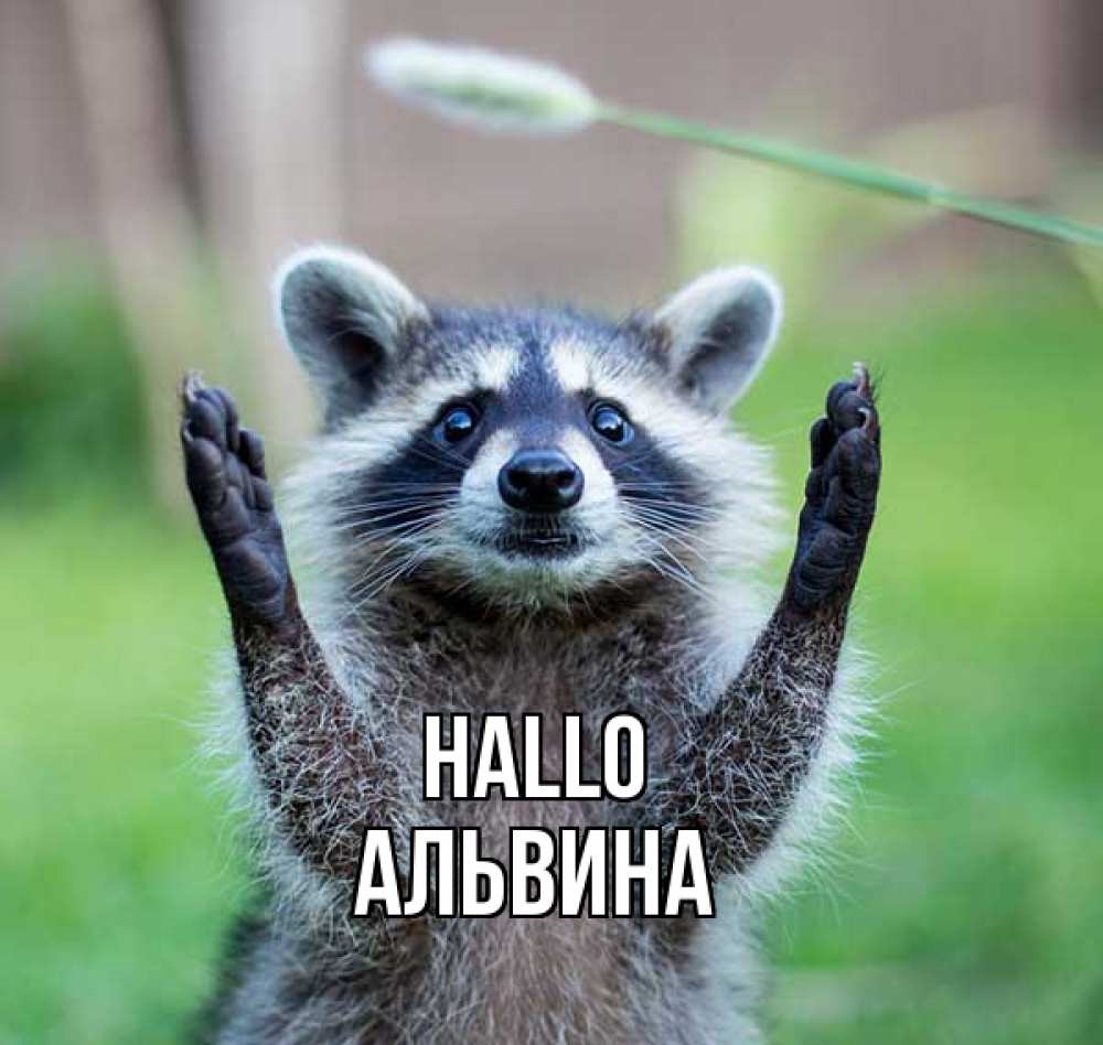 Открытка на каждый день с именем, Альвина Hallo животные Прикольная открытка с пожеланием онлайн скачать бесплатно 
