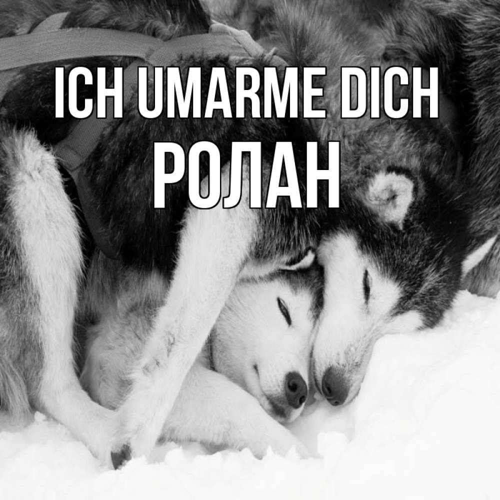 Открытка на каждый день с именем, Ролан Ich umarme dich собачки в упряжке Прикольная открытка с пожеланием онлайн скачать бесплатно 