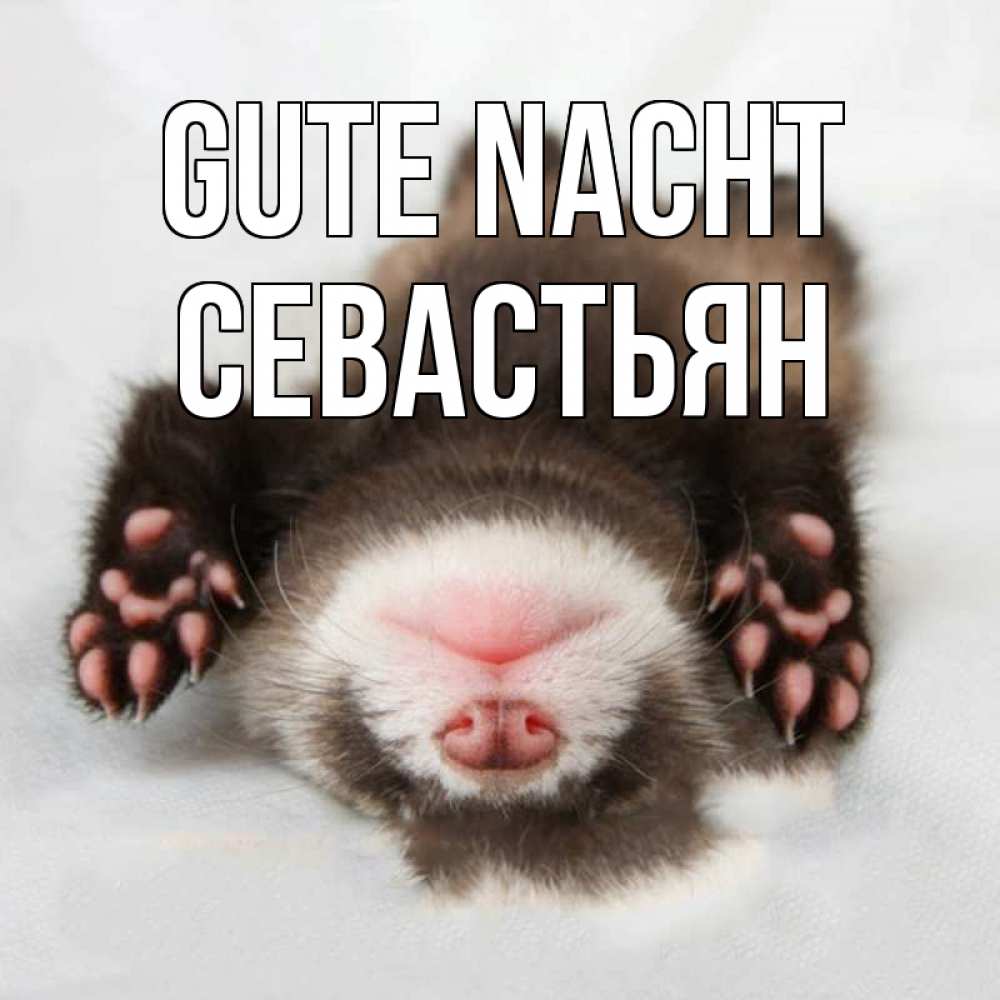 Открытка на каждый день с именем, Севастьян Gute Nacht зверек Прикольная открытка с пожеланием онлайн скачать бесплатно 