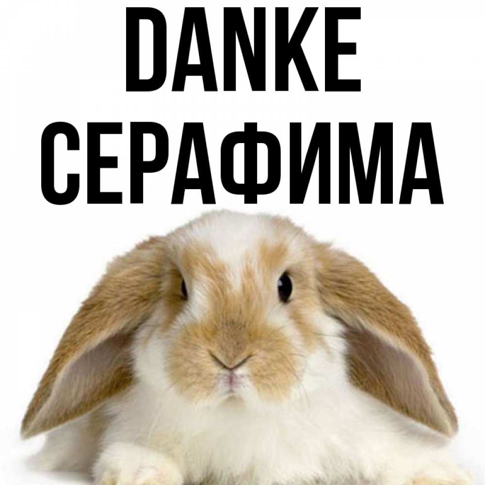 Открытка на каждый день с именем, Серафима Danke коричнево белый заяц Прикольная открытка с пожеланием онлайн скачать бесплатно 