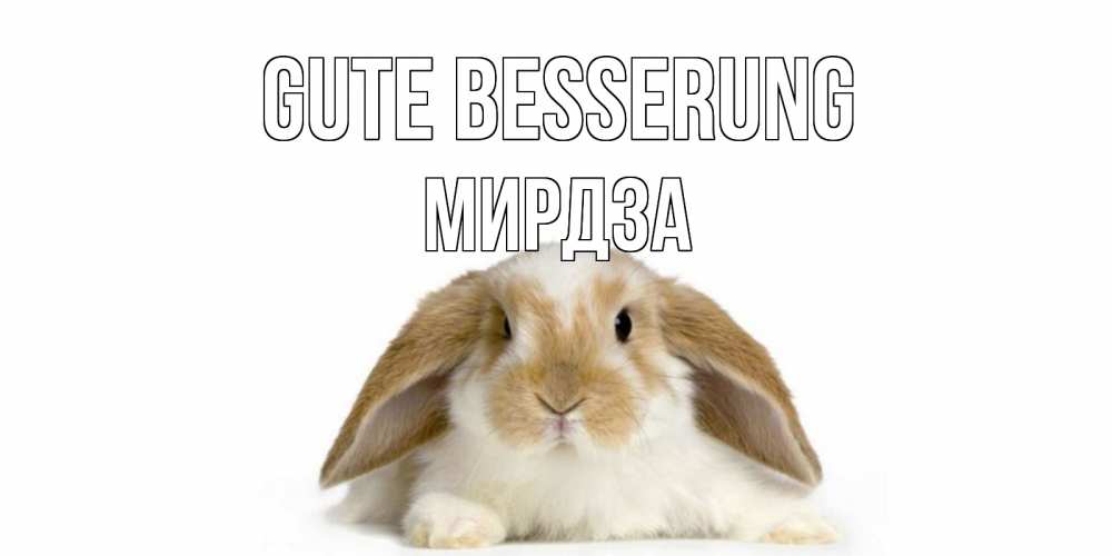 Открытка на каждый день с именем, Мирдза Gute Besserung вислоухий кролик белого и коричневого цвета Прикольная открытка с пожеланием онлайн скачать бесплатно 