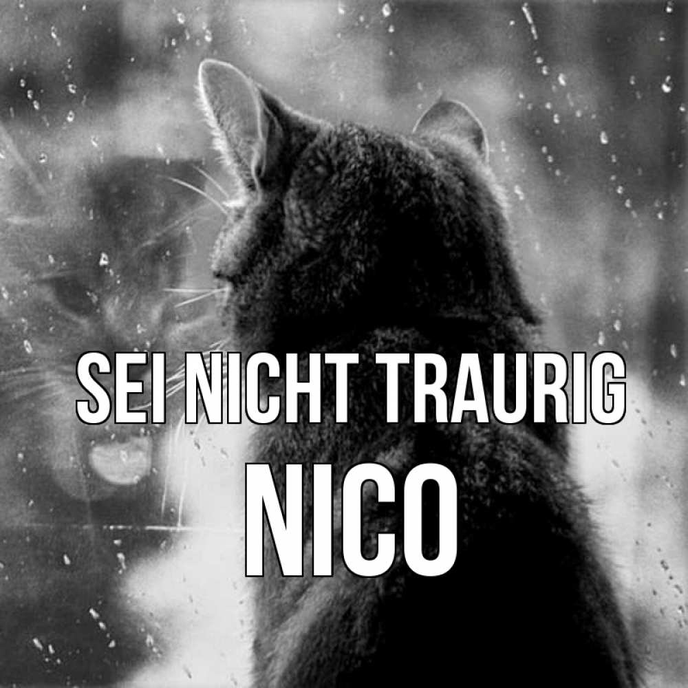 Открытка на каждый день с именем, Nico Sei nicht traurig отражение кота 1 Прикольная открытка с пожеланием онлайн скачать бесплатно 