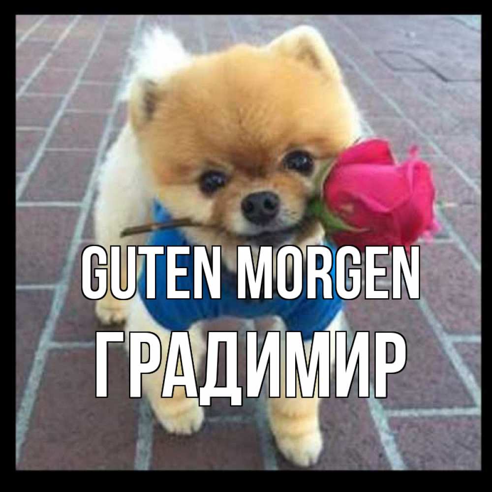 Открытка на каждый день с именем, Градимир Guten Morgen роза в зубах Прикольная открытка с пожеланием онлайн скачать бесплатно 