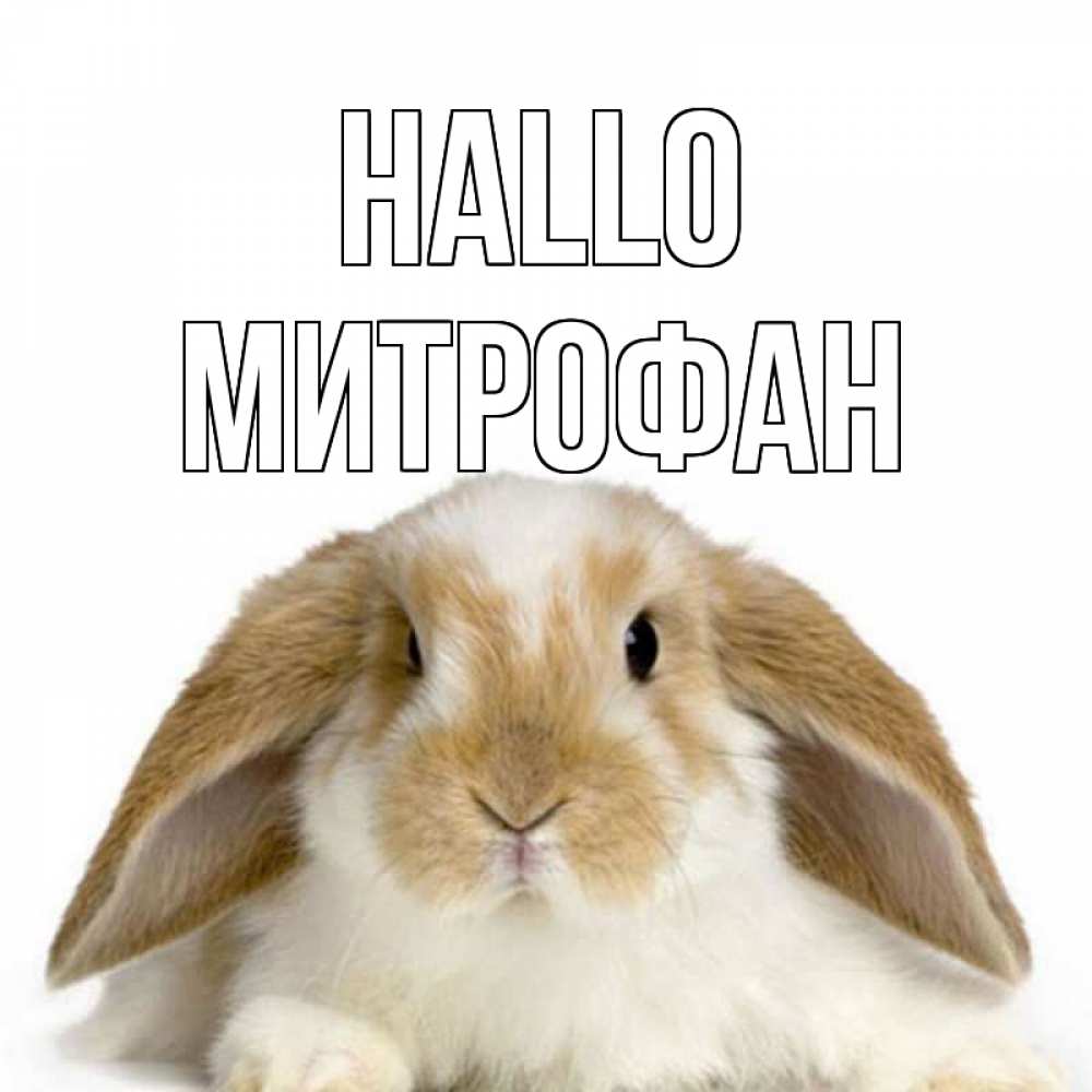 Открытка на каждый день с именем, Митрофан Hallo с животными Прикольная открытка с пожеланием онлайн скачать бесплатно 
