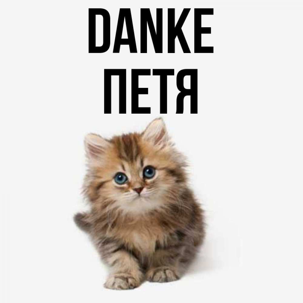 Открытка на каждый день с именем, Петя Danke пушистый котик Прикольная открытка с пожеланием онлайн скачать бесплатно 