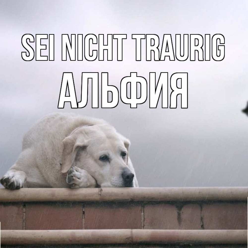 Открытка на каждый день с именем, Альфия Sei nicht traurig белый пес 1 Прикольная открытка с пожеланием онлайн скачать бесплатно 