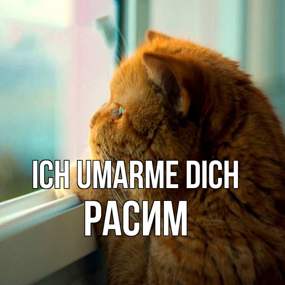 Открытка на каждый день с именем, Расим Ich umarme dich большой огромный рыжий котяра Прикольная открытка с пожеланием онлайн скачать бесплатно 