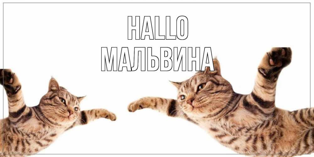 Открытка на каждый день с именем, Мальвина Hallo кот Прикольная открытка с пожеланием онлайн скачать бесплатно 