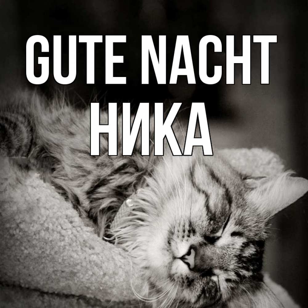 Открытка на каждый день с именем, Ника Gute Nacht котярик пушистый Прикольная открытка с пожеланием онлайн скачать бесплатно 