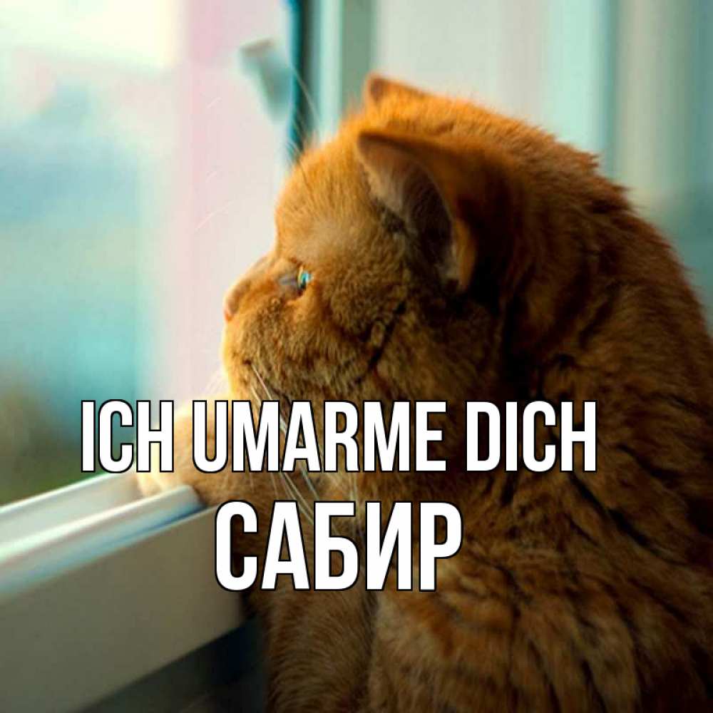 Открытка на каждый день с именем, Сабир Ich umarme dich большой огромный рыжий котяра Прикольная открытка с пожеланием онлайн скачать бесплатно 