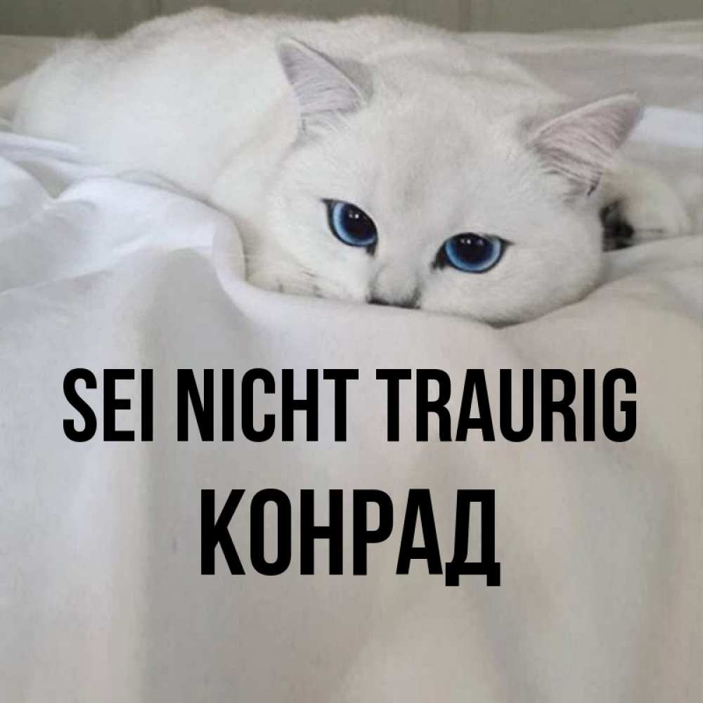 Открытка на каждый день с именем, Конрад Sei nicht traurig Голубоглазая кошка Прикольная открытка с пожеланием онлайн скачать бесплатно 