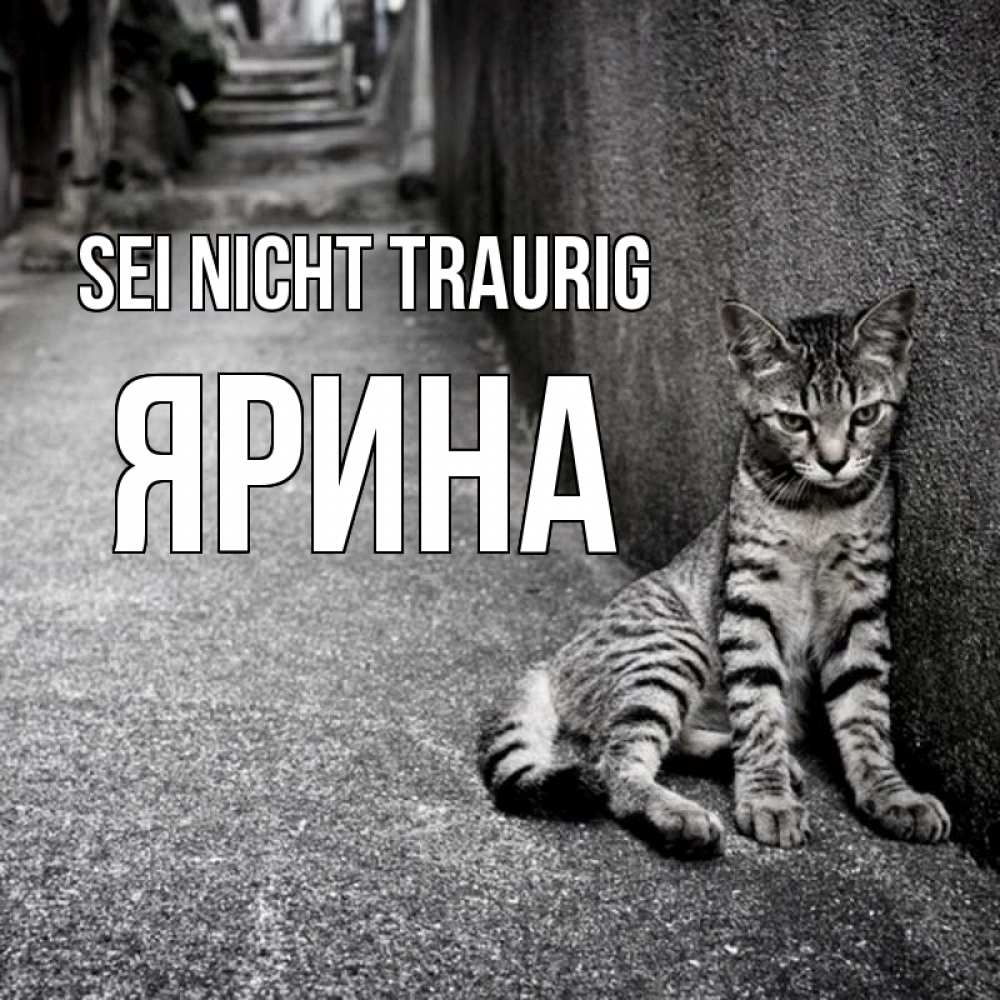 Открытка на каждый день с именем, Ярина Sei nicht traurig скучающий котик Прикольная открытка с пожеланием онлайн скачать бесплатно 