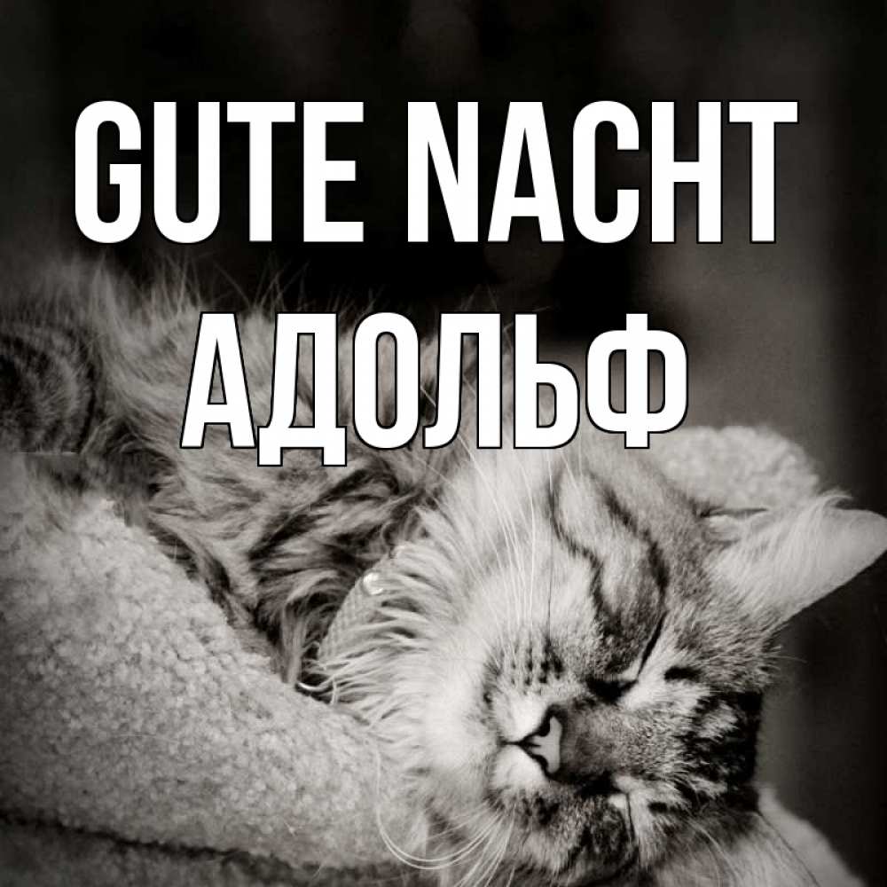 Открытка на каждый день с именем, Адольф Gute Nacht котярик пушистый Прикольная открытка с пожеланием онлайн скачать бесплатно 