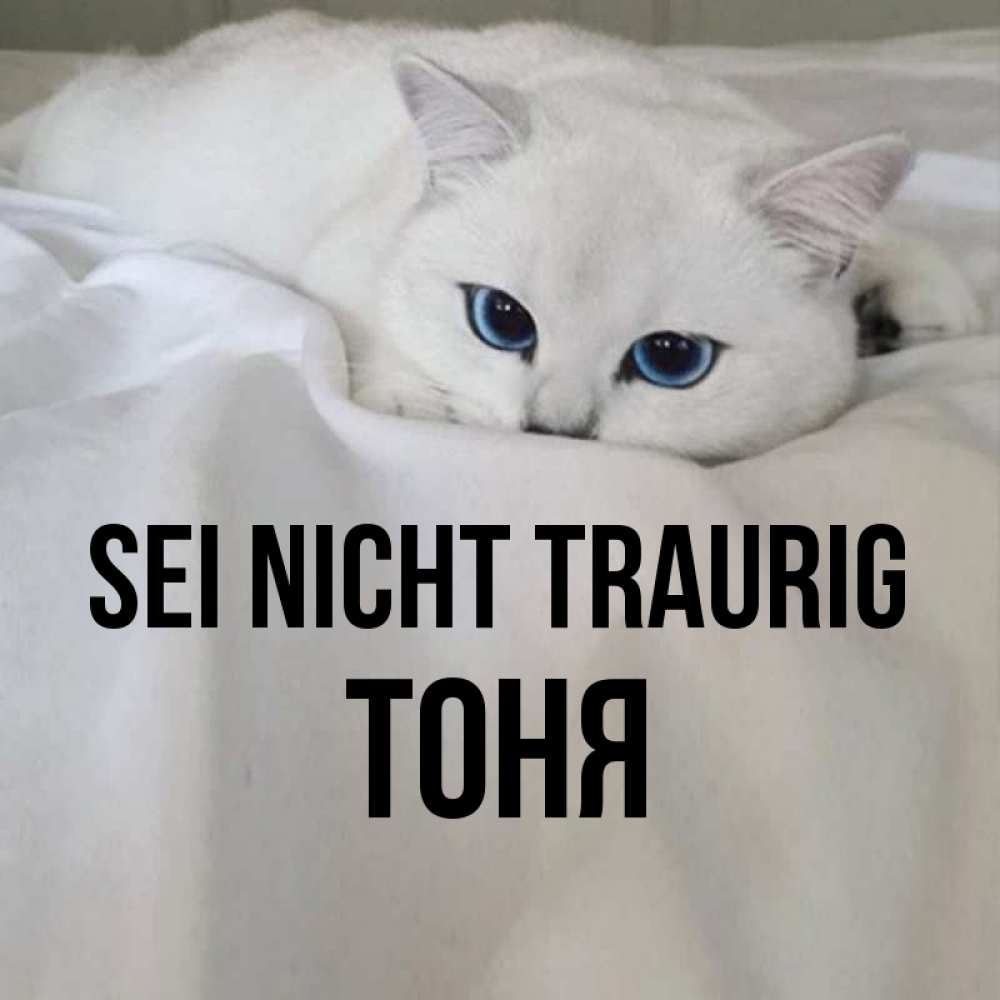 Открытка на каждый день с именем, Тоня Sei nicht traurig Голубоглазая кошка Прикольная открытка с пожеланием онлайн скачать бесплатно 