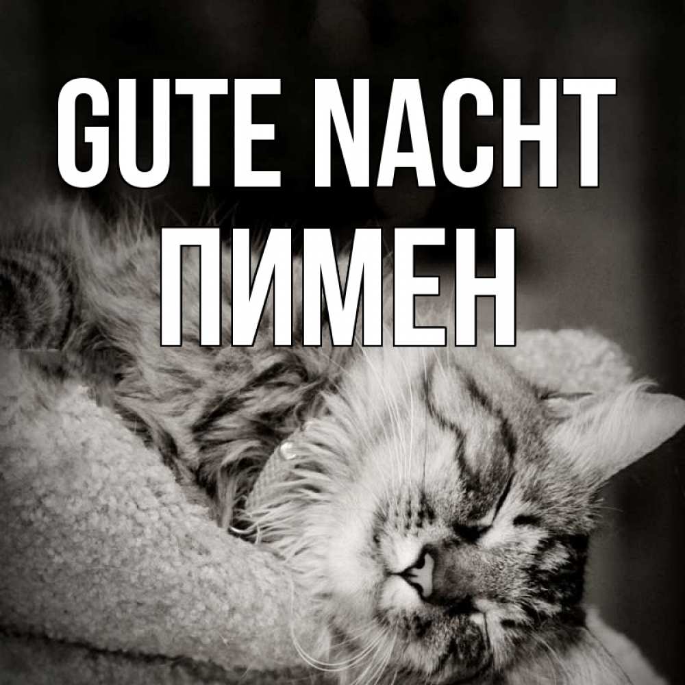 Открытка на каждый день с именем, Пимен Gute Nacht котярик пушистый Прикольная открытка с пожеланием онлайн скачать бесплатно 