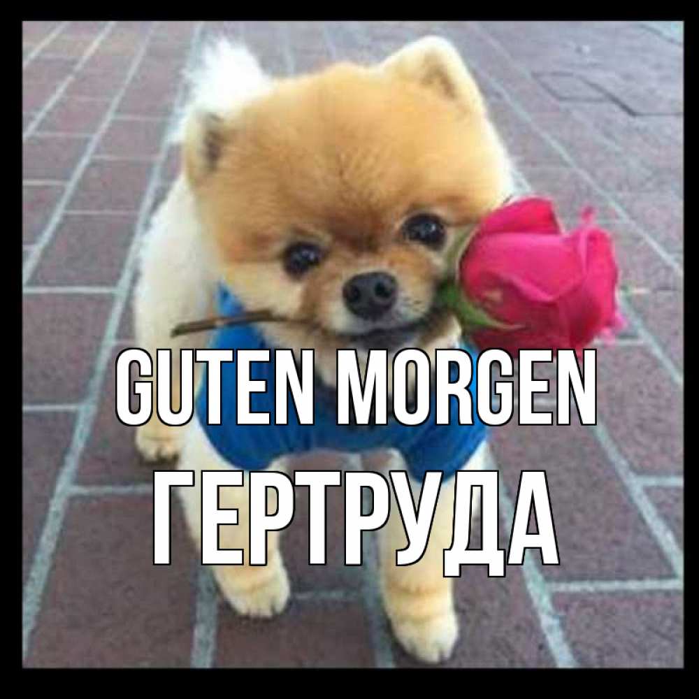 Открытка на каждый день с именем, Гертруда Guten Morgen роза в зубах Прикольная открытка с пожеланием онлайн скачать бесплатно 