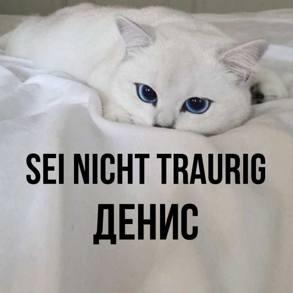 Открытка на каждый день с именем, Денис Sei nicht traurig Голубоглазая кошка Прикольная открытка с пожеланием онлайн скачать бесплатно 