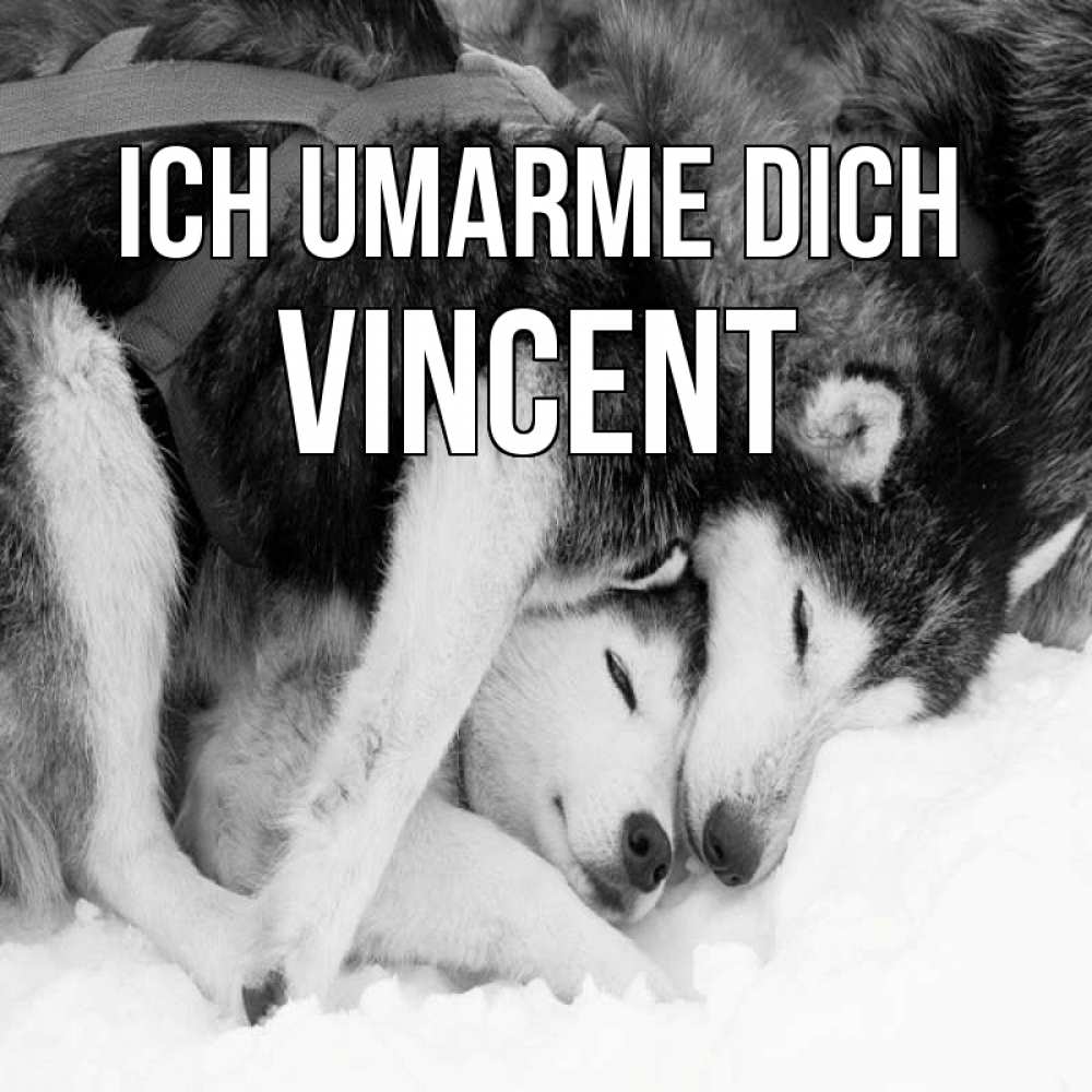 Открытка на каждый день с именем, Vincent Ich umarme dich собачки в упряжке Прикольная открытка с пожеланием онлайн скачать бесплатно 