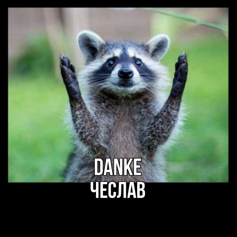 Открытка на каждый день с именем, Чеслав Danke милые животные Прикольная открытка с пожеланием онлайн скачать бесплатно 