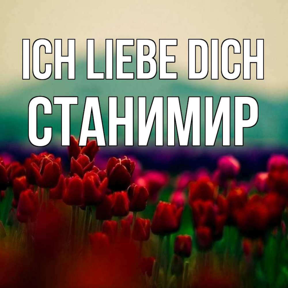 Открытка на каждый день с именем, Станимир Ich liebe dich тюльпаны 4 Прикольная открытка с пожеланием онлайн скачать бесплатно 
