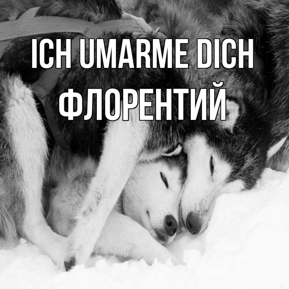 Открытка на каждый день с именем, Флорентий Ich umarme dich собачки в упряжке Прикольная открытка с пожеланием онлайн скачать бесплатно 