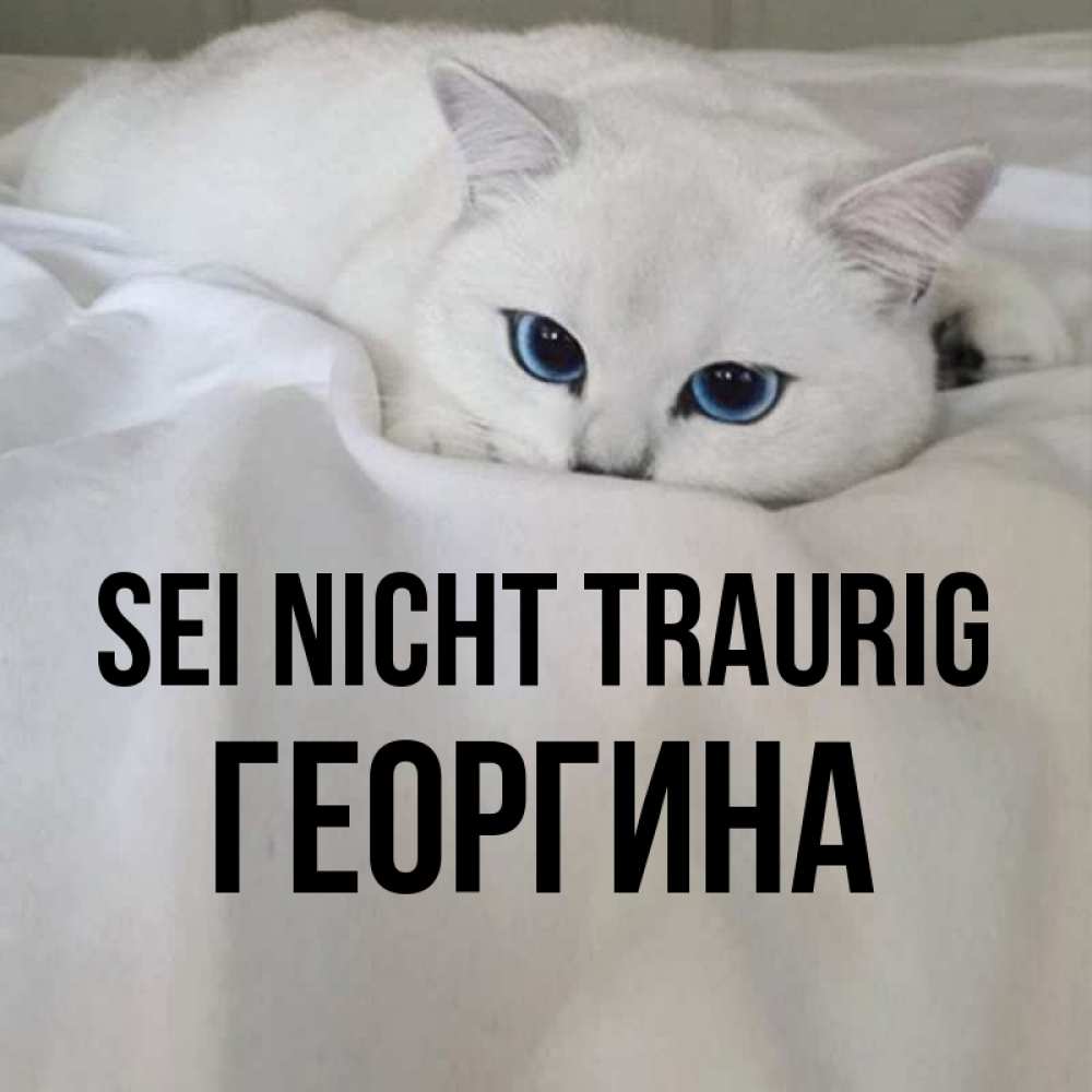 Открытка на каждый день с именем, Георгина Sei nicht traurig Голубоглазая кошка Прикольная открытка с пожеланием онлайн скачать бесплатно 