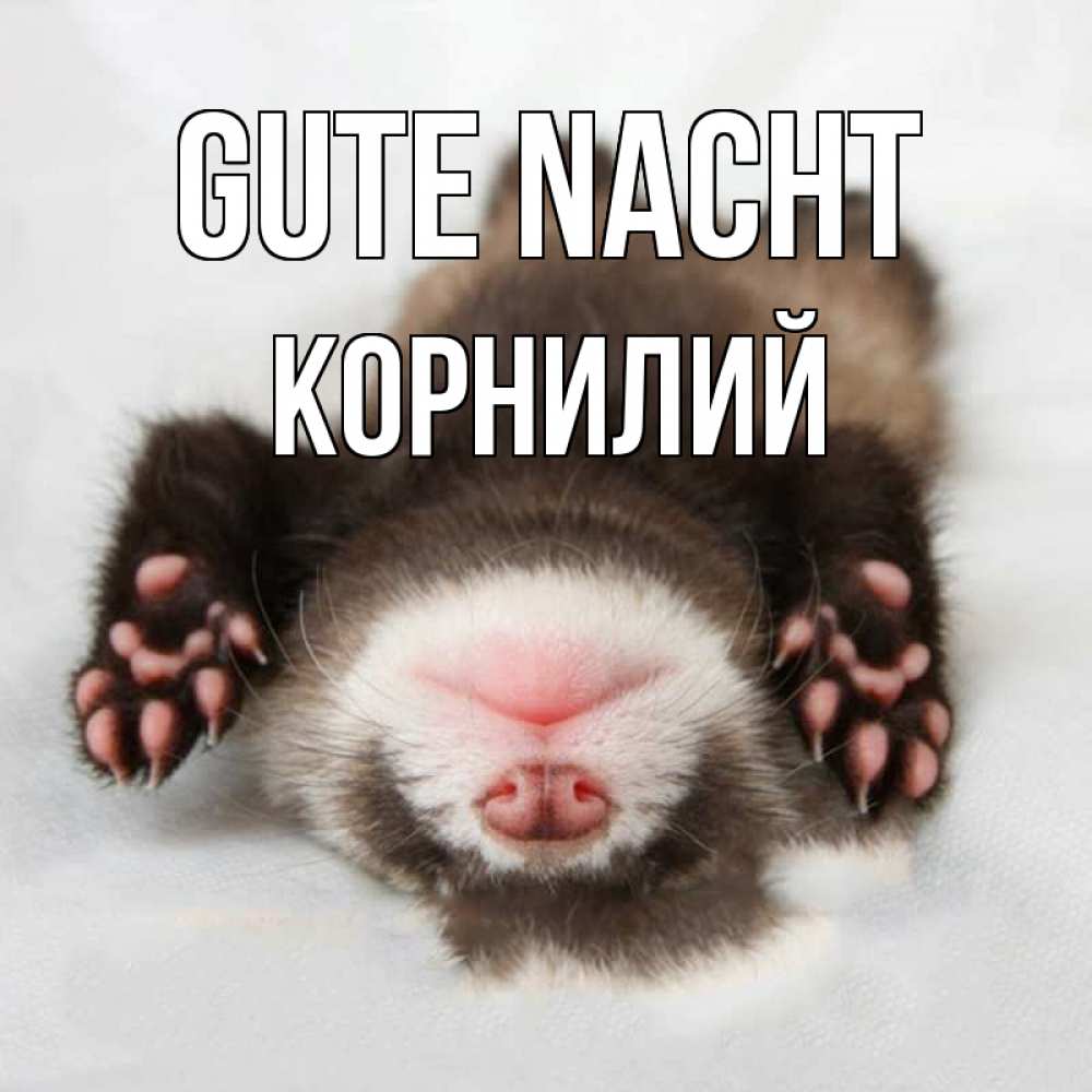 Открытка на каждый день с именем, Корнилий Gute Nacht зверек Прикольная открытка с пожеланием онлайн скачать бесплатно 